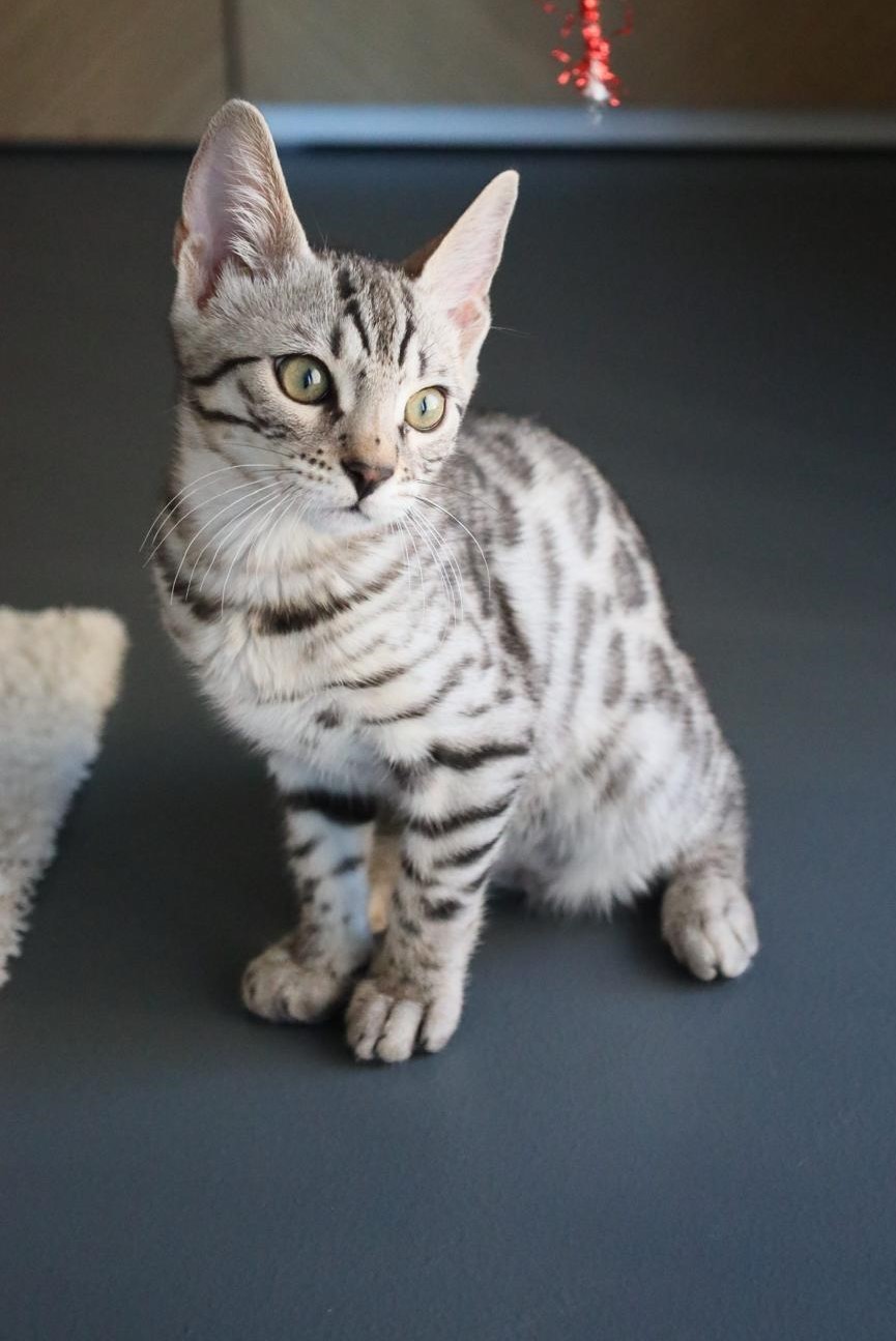 Kira